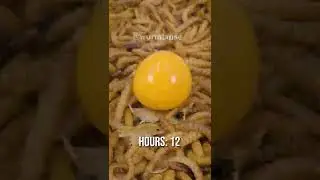 Mealworms vs GOLDEN BERRY