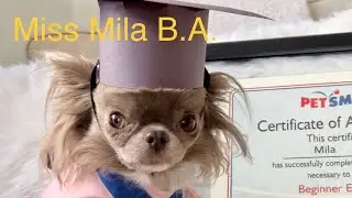 Miss Mila B.A. received Bachelor’s degree from Pertsmart University‼️🏆​⁠@MilaChihuahua