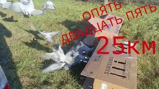 опять двадцать пять 25 км