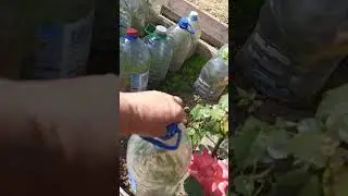 31 августа 2024 г. Сажаю в землю черенкованные розы, последние в этом сезоне.