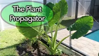 Simple propagation of Elephant Ear