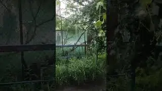 Розслабляючий дощ щоб заснути за 5 хв