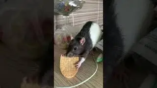 Отдай печеньку