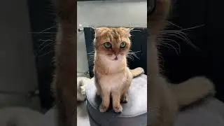 Что заставило Гуччи поделиться?