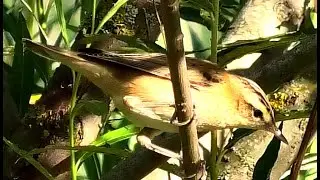 Камышовка-барсучок (Acrocephalus schoenobaenus) || badger warbler