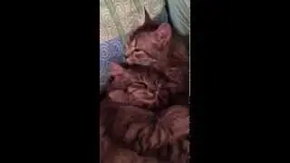 Приколы Новые приколы Лизать киску
