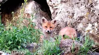 Доводилось ли вам слышать как кричит лиса?