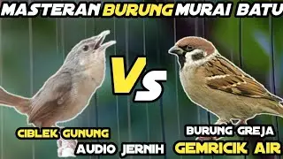 Masteran Cigun Vs Burger Nembak Rapat Panjang || Masteran Murai Batu Audio Jernih Dan Gemricik Air