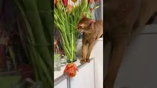 Зачем нужно заводить кота??