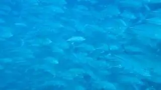 School of jacks in countless numbers....