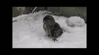 Жизнь филинов, с 20 января по 9 февраля.