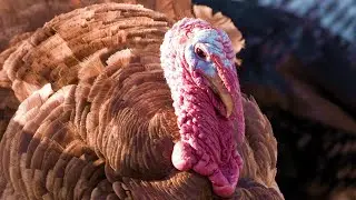 Chocolate Turkey | Melt-In-Your-Mouth Goodness