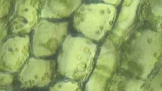 Движение хлоропластов в клетках растения