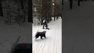 Прогулки с КаДеБо зимой
