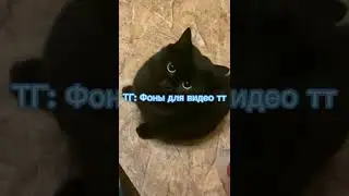фоны для видео тт