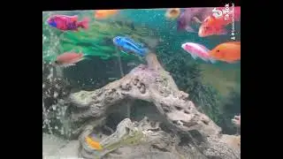 Which one my African cichlids design looks better comment below