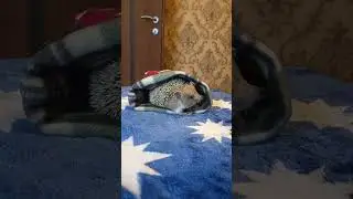 🐣Добро утренний ёжик