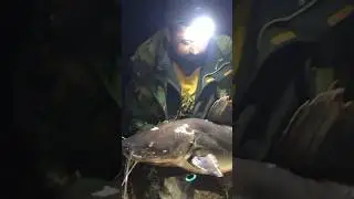 Что это за сом такой? 😧 