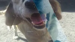 Amigos Peludos de Toluca A.C.