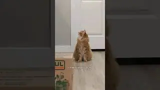 Life lessons with ✨Waltito✨ #cat #animals #pet #cute #cutecat #catvideos #catcute #catlover