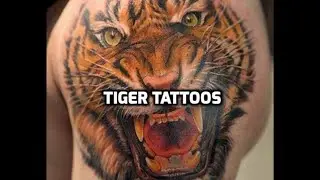 Tiger Tattoos - Best tiger tattoo designs in the world