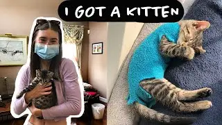 LIFE UPDATE!! I Got A Kitten....