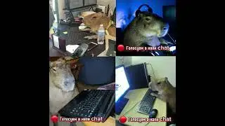 Где все капибары и их друзья ? #capybara #ищукапипару |тгк: ищу КапиПару