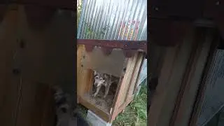 Два бездомных пса не разлей вода