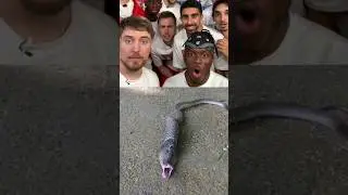 Snake 😱 MrBeast Reacts #shorts