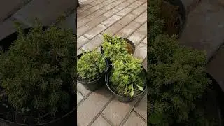 Ель обыкновенная Литл Джем.