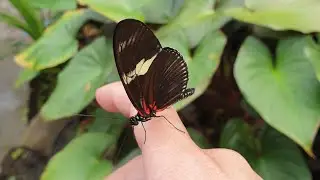 butterflies and fishes