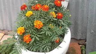 НОВЫЙ ДИЗАЙН КАШПО😊