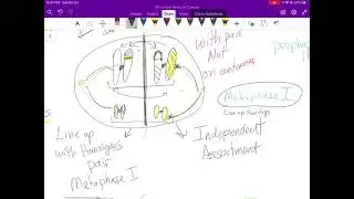 Meiosis screencast with crossing over and independent assortment