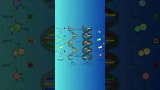 Lets Study RNA-RNA Unveiled: A Holistic Exploration into the Essence of Genetic Harmony