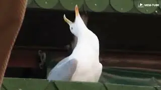 Чайка ржет. Чайка смеется...