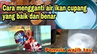 Cara mengganti air ikan cupang yang baik dan benar