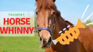 Trumpet Horse Whinny | Music How-to