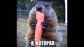 Обед в аптеке
