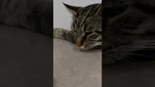 У котика отняли игрушку #shorts #кот #юмор #фомина