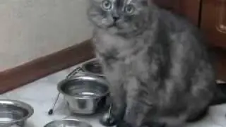 866ee3ede7.flv