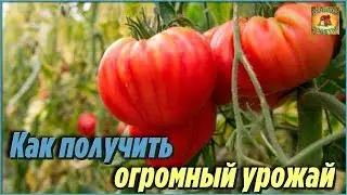 Только так вы сможете получить огромный урожай томатов. Дачные хитрости и полезные советы огороднику