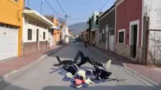 Mango grabada durmiendo enmedio de una calle