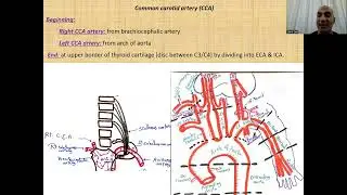Revision vessels (Midmodule ,2025)