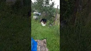 Ловись рыбка большая и маленькая 😃 #жизньзагородом #деревня