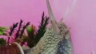 Утка ползет только в верх!!!
