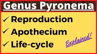 Genus Pyronema | Crozier Formation in Ascomycetes | Life Cycle | Ascospore Formation in Fungi Botany