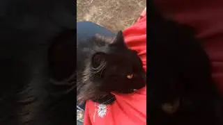 привет от Масяни😻 