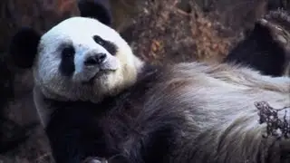 Protecting pandas—and the planet