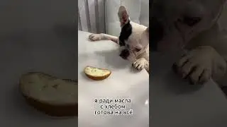 Ох лишь бы хлеб с маслом🧈🐾