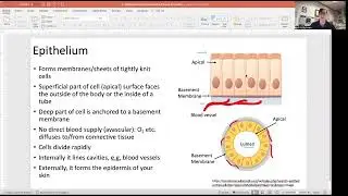 Epithelium